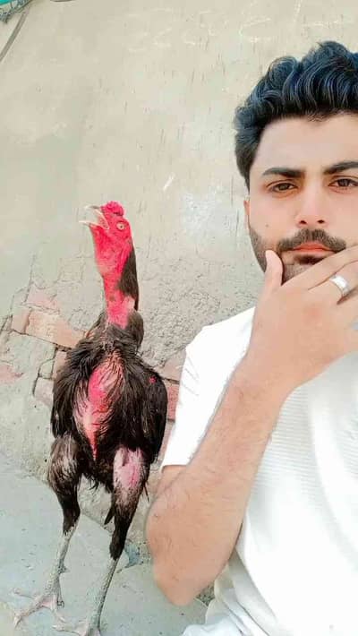 m jamil