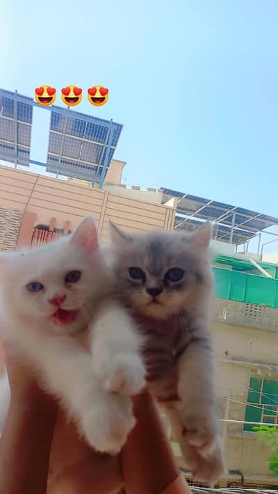 home raised 3 month old kittens seeking familes