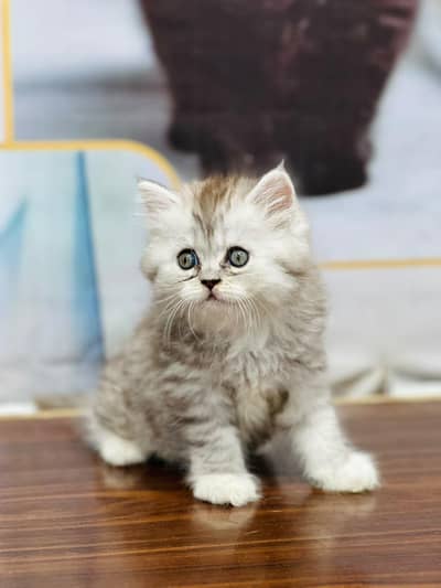 parshion kitten cat male and female British