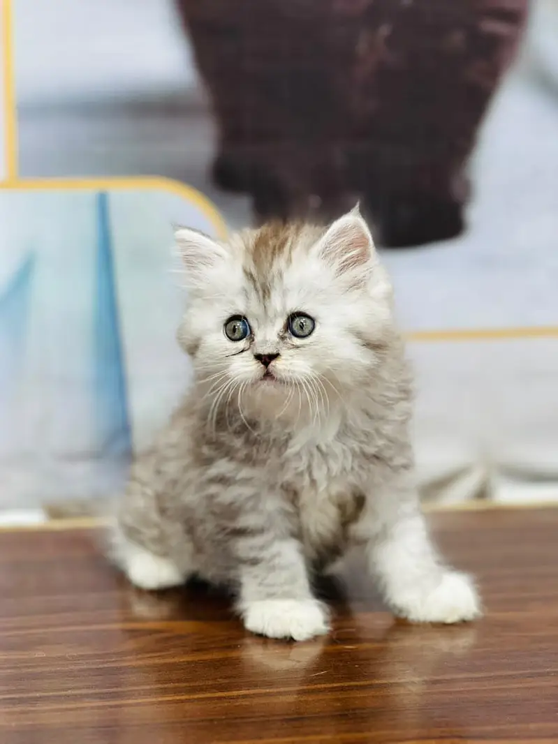 parshion kitten cat male and female British