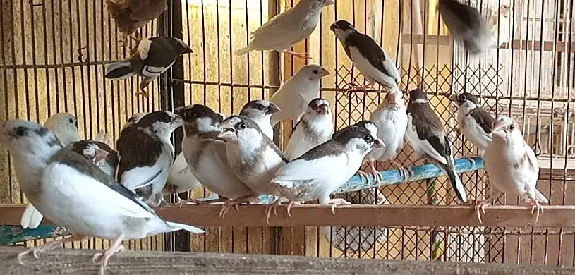 Banglise full pairs SUB AIK SATH DANAY HAIN — photo 2