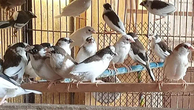 Banglise full pairs SUB AIK SATH DANAY HAIN — photo 3