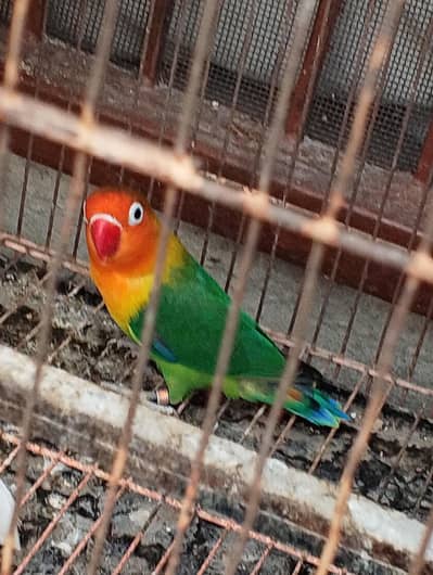 Love bird fisher male available