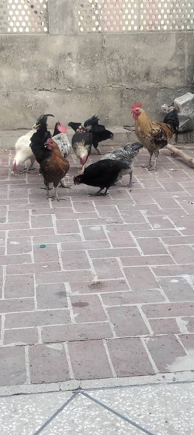 golden murgi active hen
