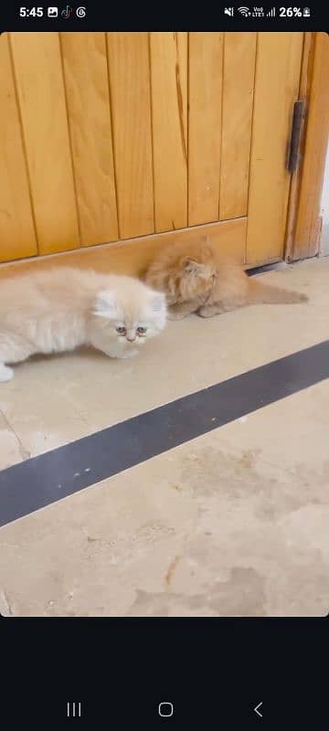 persion cat