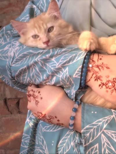 Persian kittens / doll face kittens / kittens