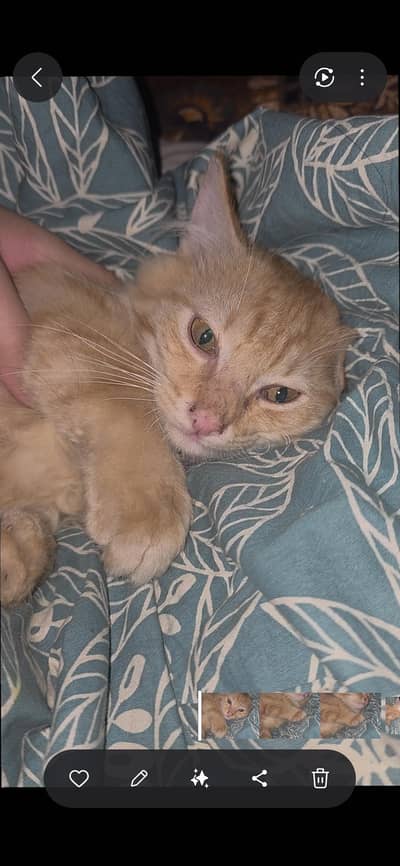Persian kittens / doll face kittens / kittens