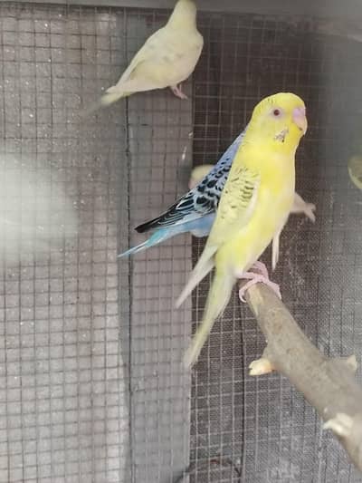 Budgie Breeder pairs for Sale with matkis.