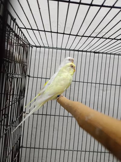 Australian colony looking for a new shelter 0311-4357538
