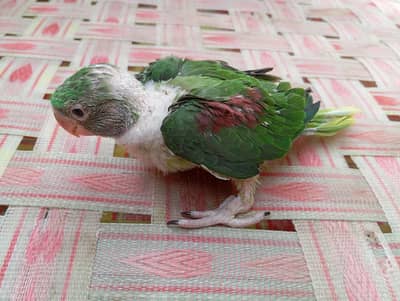 raw parrot baby sale