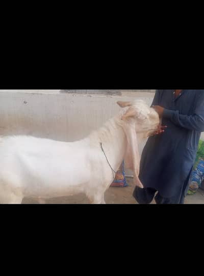 gar ka Pala huwa vip breeder ha puer golabi