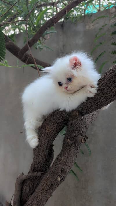 Triple Coated Punch Face Kittens