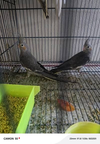 Grey pair for sale next season breader home breed huge size
