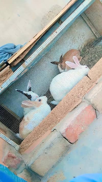 Rabbits