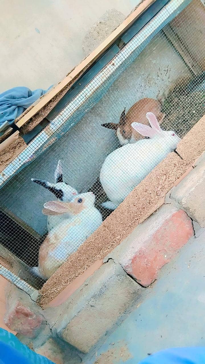 Rabbits 0