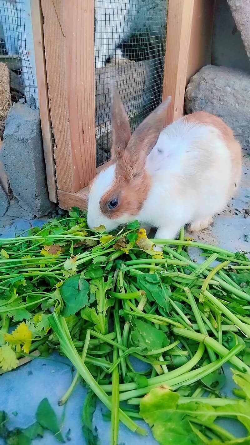 Rabbits 1
