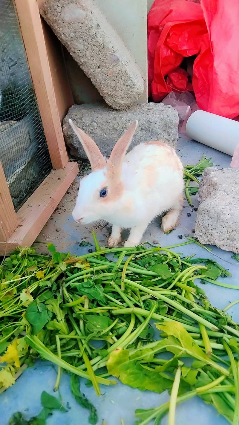 Rabbits 2