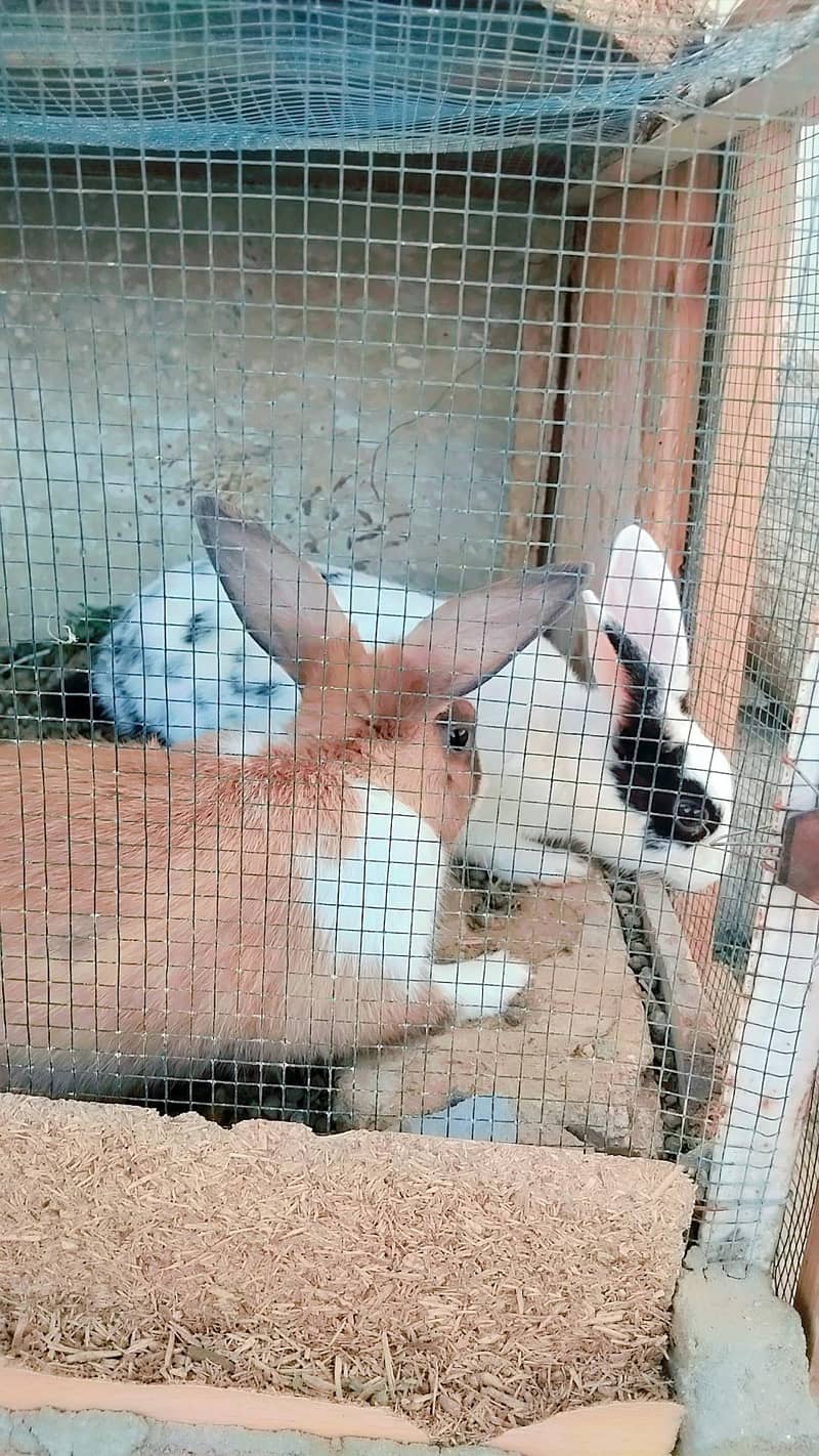 Rabbits 3