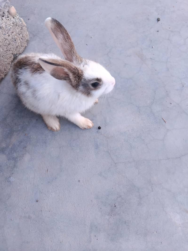 Rabbits 4