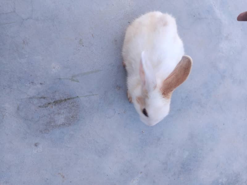 Rabbits 5