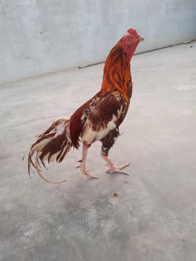 jis ko chyea rabta kara