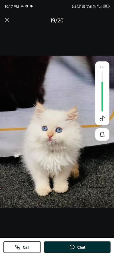 Persian cat for sale my WhatsApp number  03703659905