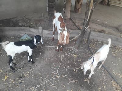 FEMALE GOAT WITH TWO BABY . . 1 MALE , 1 FEMALE