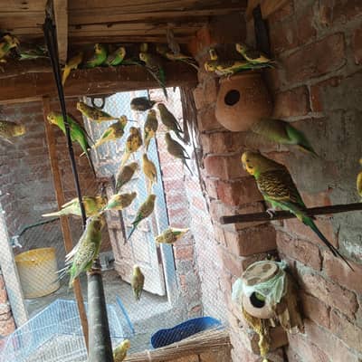 parrot  for sale