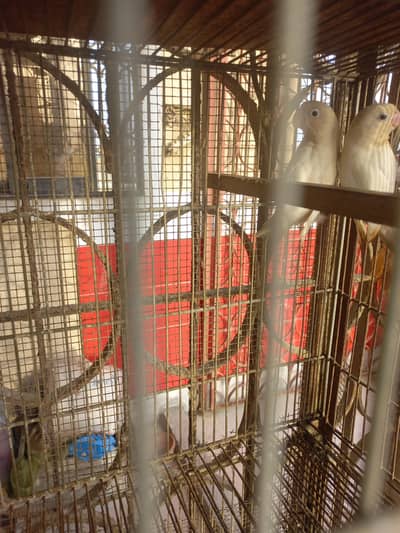 birds for sell in very cheep price