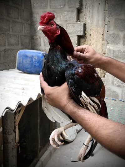 Full Breeder Aseel Murga Punjabi Breed