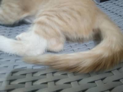 kitten cat