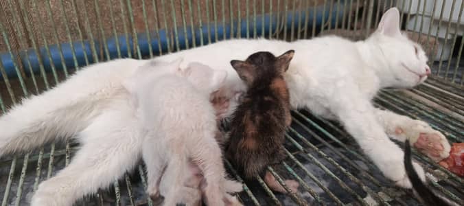 Persian cross cat ful set urgent for salecat full lovely. 03010015115