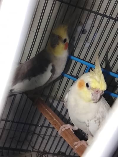 COCKTAIL BREEDER PAIRS