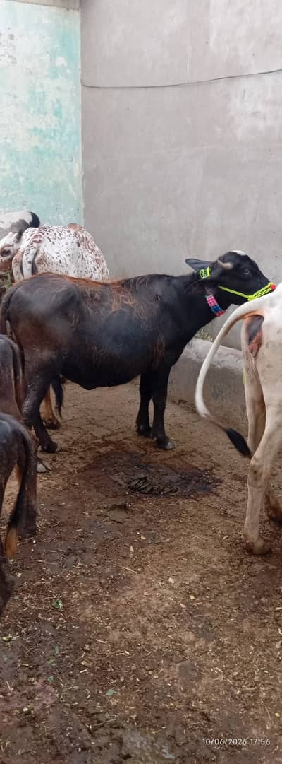 Katti for sale in faisalabad