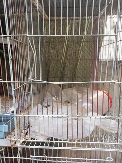 Birds cage