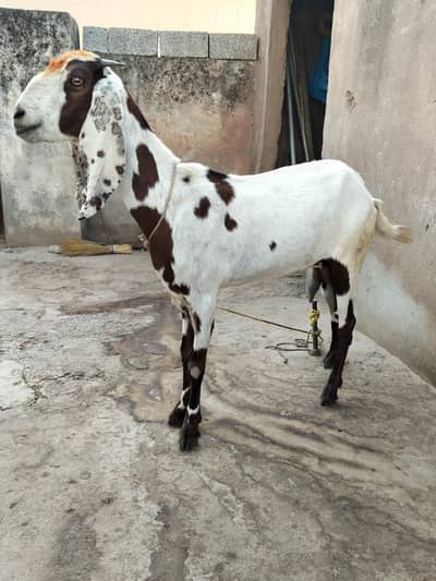 white brown