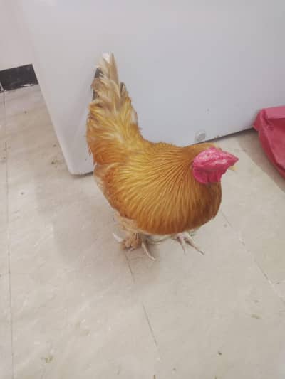 Murgha for sale.