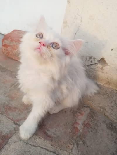 pure persian tripple coated kittens