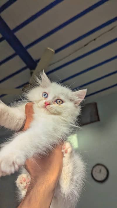 triple coded blue eye Persian kittens available whts 03188100390