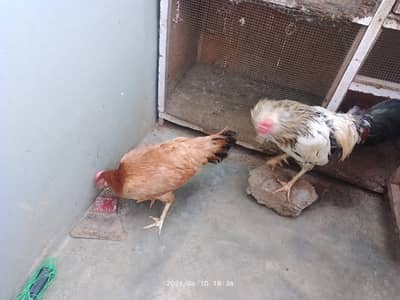 Hens For sale 4 female and 2 male.