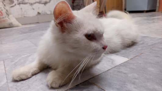 Beautiful White Cat for Sale