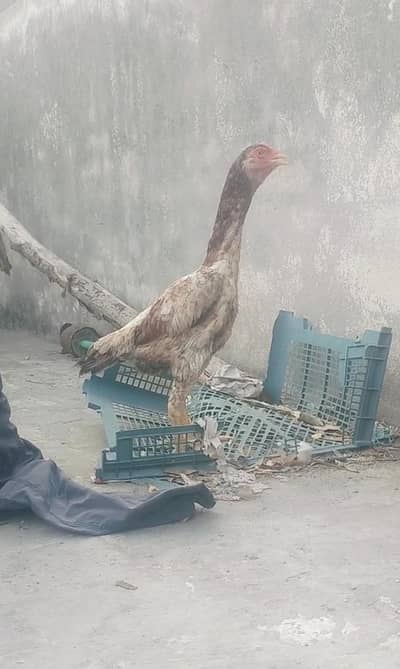 shamo female