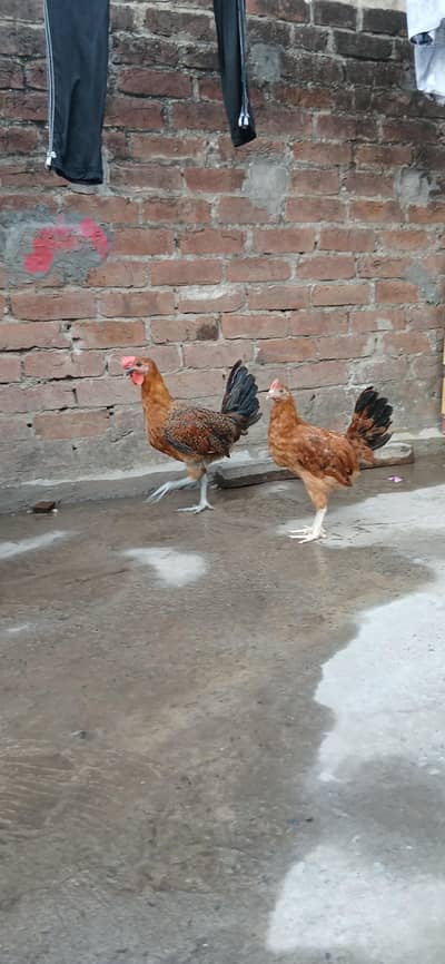 pair 1