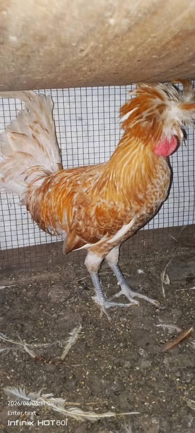 breeder pair polish