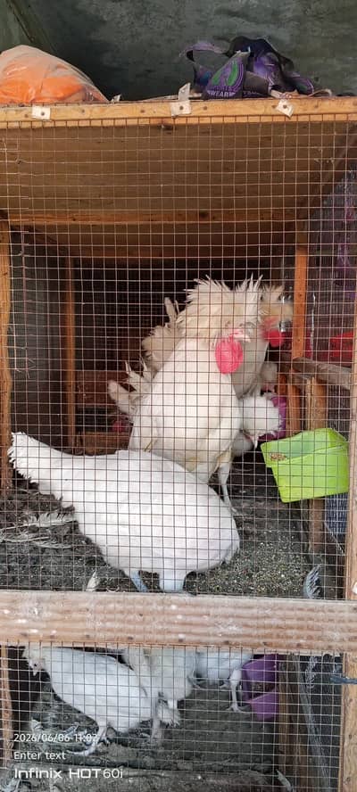 breeder pair polish