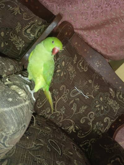 parrot for sale