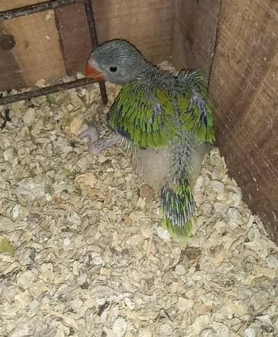 Green Ringneck Parrot Chick
