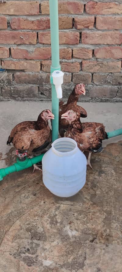 aseel hen for sale