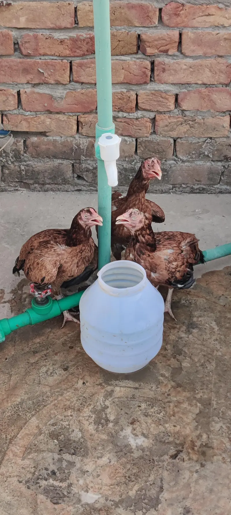 aseel hen for sale