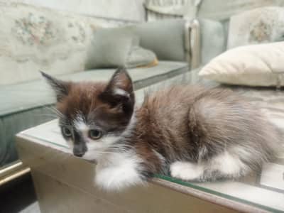 cute persion cat for sale